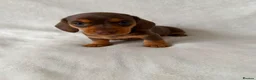 Miniature Dachshund dogs for sale: KC registered female puppies - Advert 2