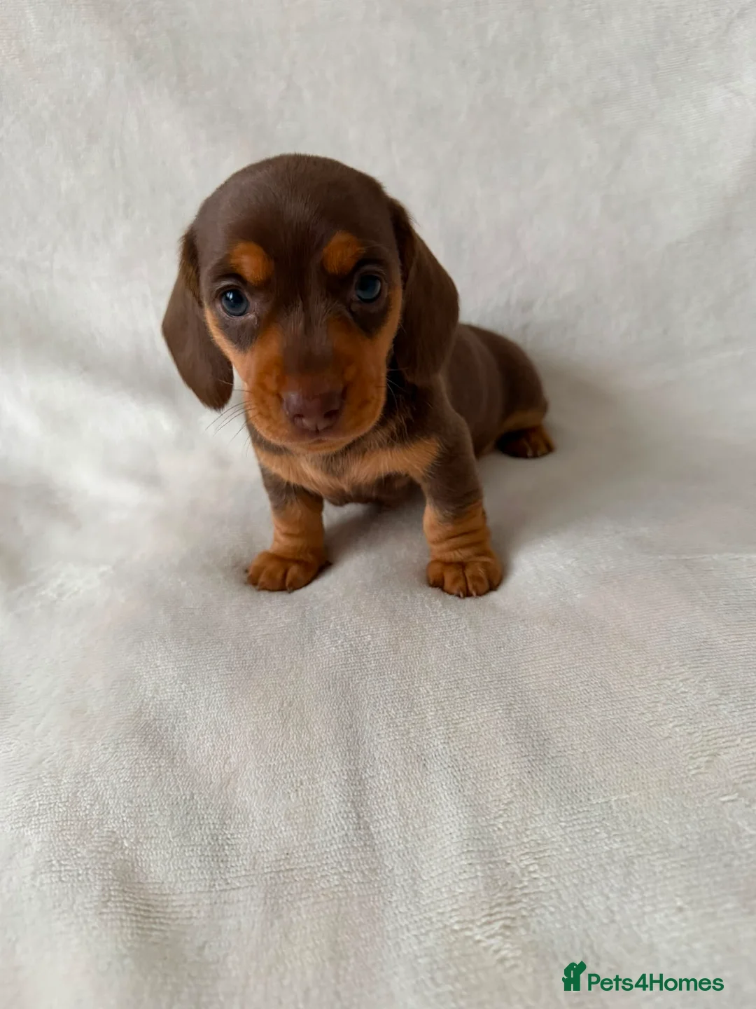 Miniature Dachshund dogs for sale: KC registered female puppies - Advert 2