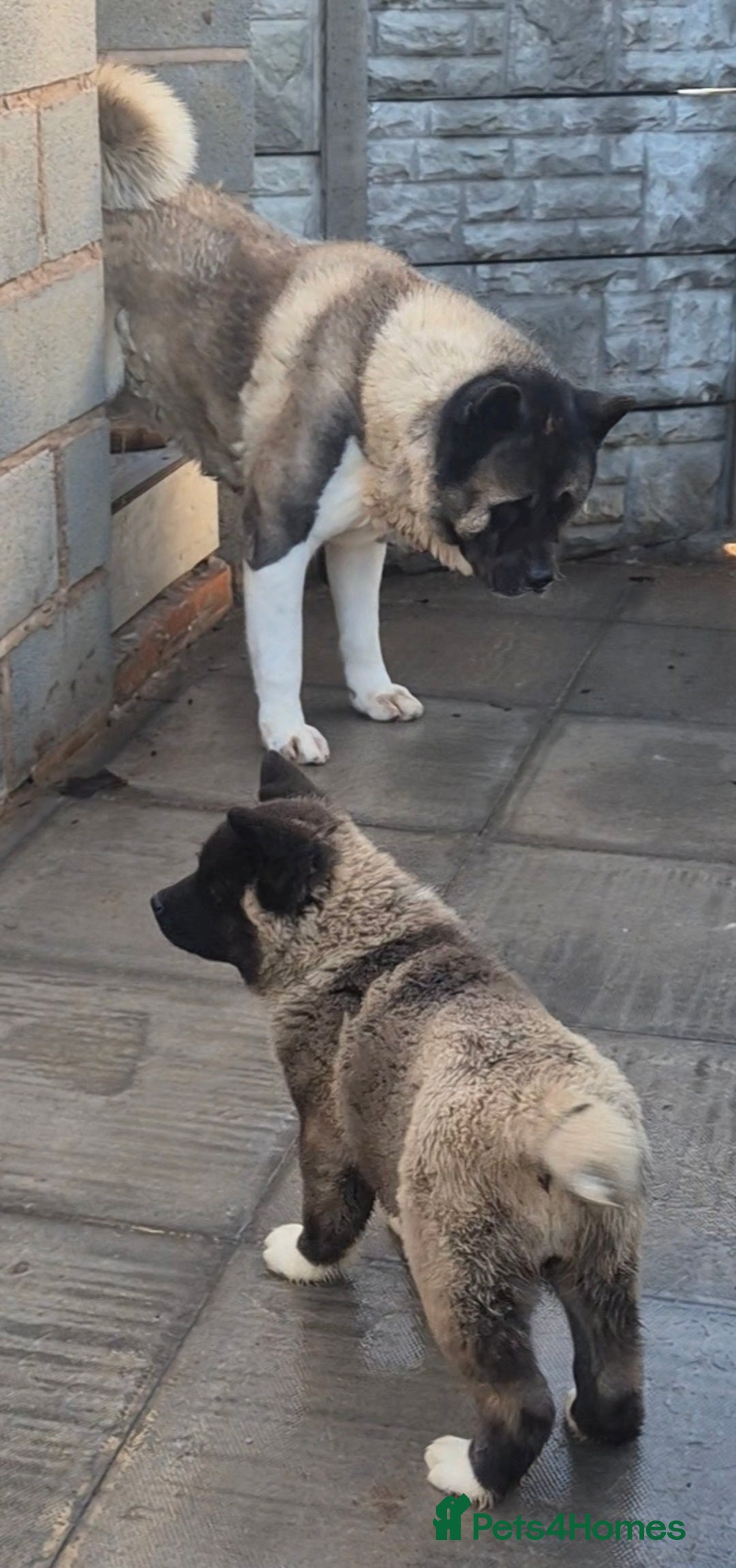 Akita dogs for sale: KC REGISTERED BEAR HEAD AMERICAN AKITA FEMALE PUP - Advert 5