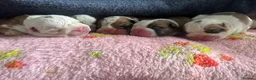 English Bulldog dogs for sale: 5 standard bulldogs silver health tested parents  - Advert 11