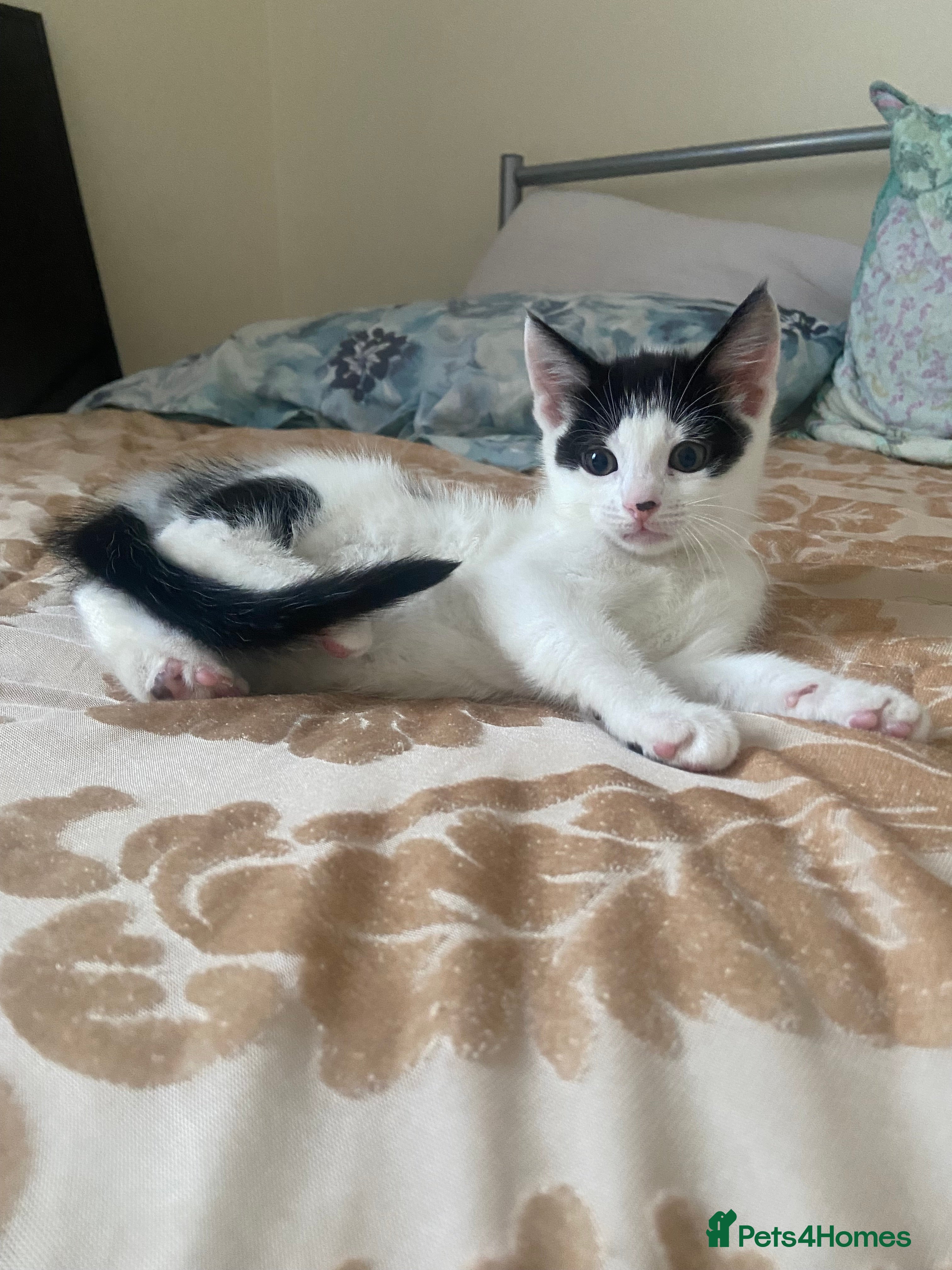 Domestic Shorthair cats domestic shorthair kittens - Advert 1