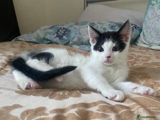 Domestic Shorthair cats domestic shorthair kittens - Advert 1