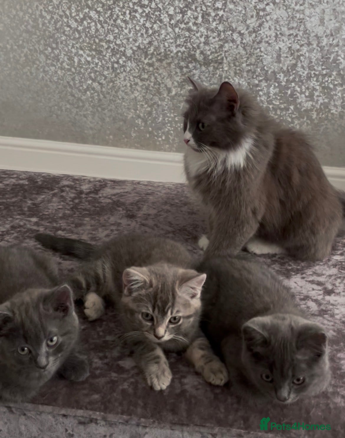Mixed Breed cats Grey British Short Hair x British Long hair Kitten - Advert 1