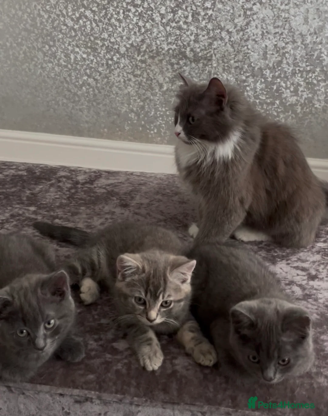 Mixed Breed cats for sale: Grey British Short Hair x British Long hair Kitten - Advert 1