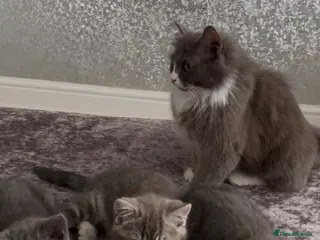 Mixed Breed cats Grey British Short Hair x British Long hair Kitten - Advert 1