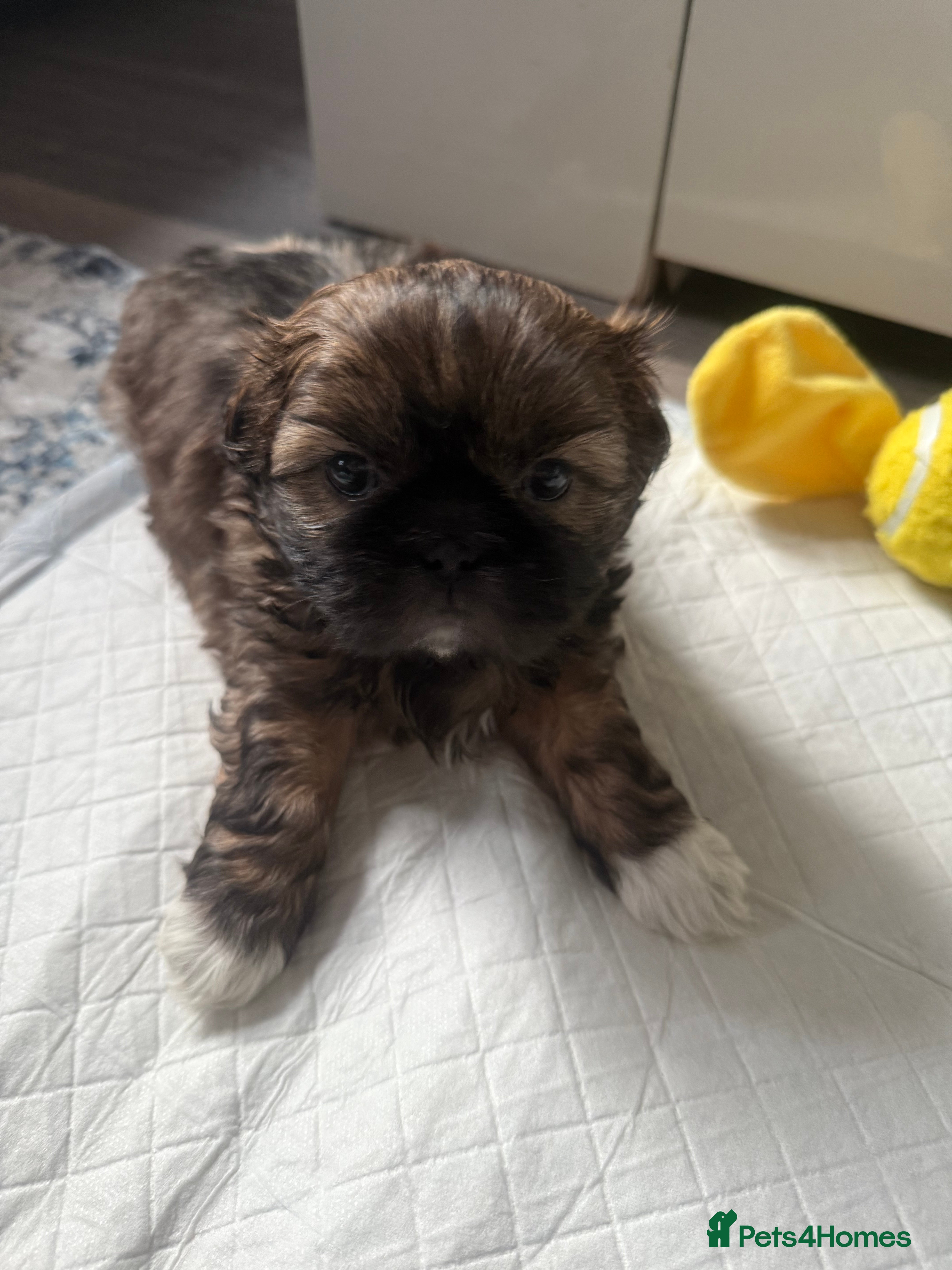 Shih Tzu dogs Gorgeous Shih Tzu Babies, ready from 14 Febuary.  - Advert 1