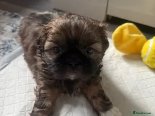 Shih Tzu dogs Gorgeous Shih Tzu Babies, ready from 14 Febuary. - Advert 4