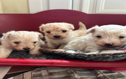 Mixed Breed dogs for sale: Gorgeous Bichon Frise x Maltese Puppies - Image 16