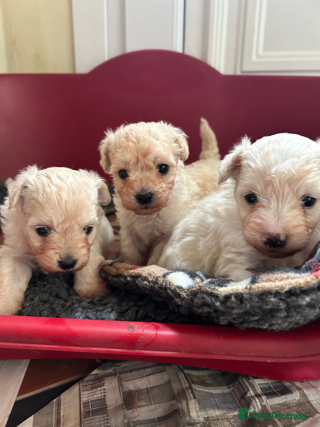 Mixed Breed dogs for sale: Gorgeous Bichon Frise x Maltese Puppies - Image 16