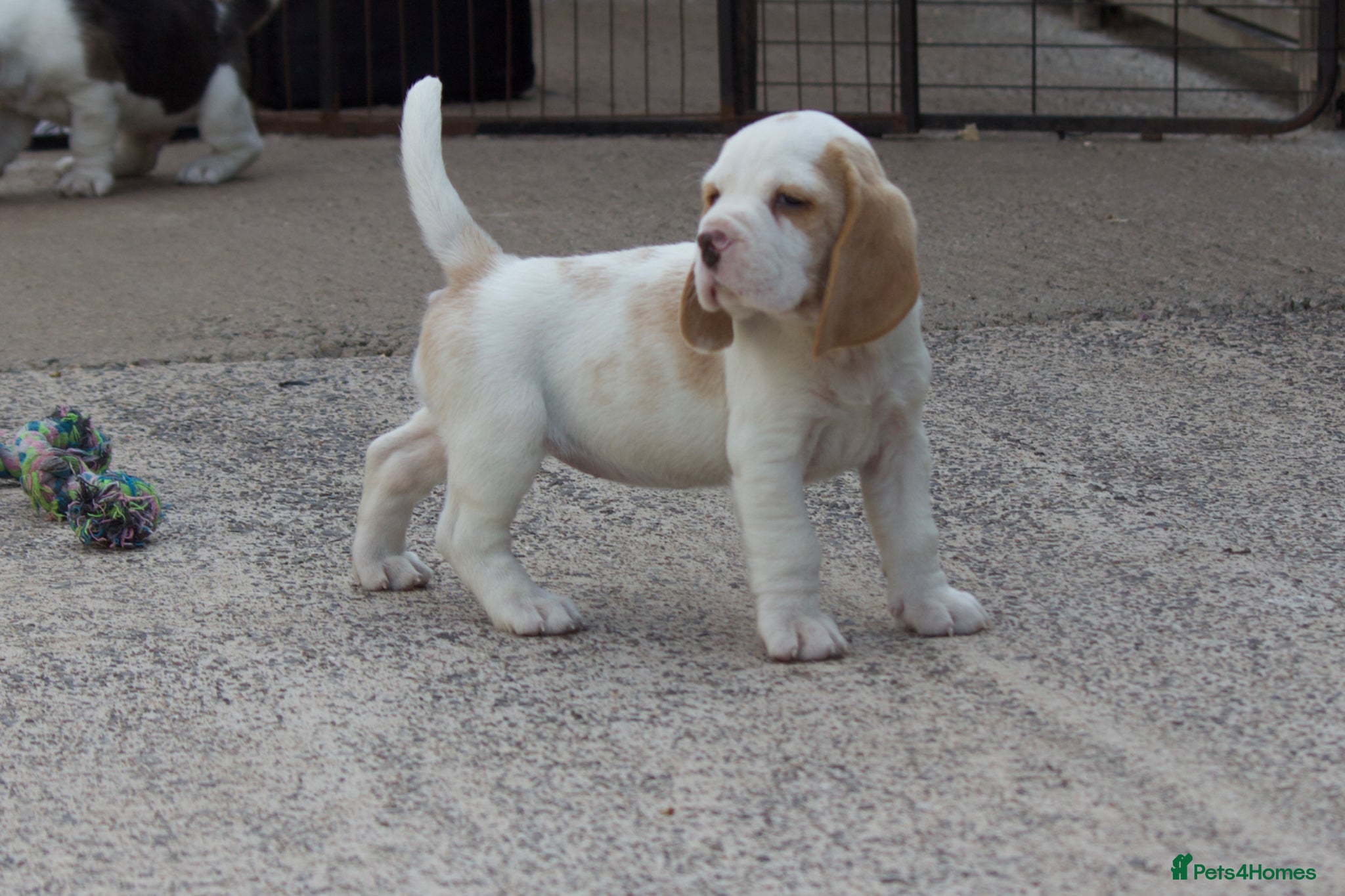 Beagle dogs Kc registered beagle puppy’s  - Advert 1