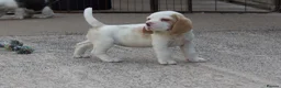 Beagle dogs for sale: Kc registered beagle puppy’s  - Advert 1