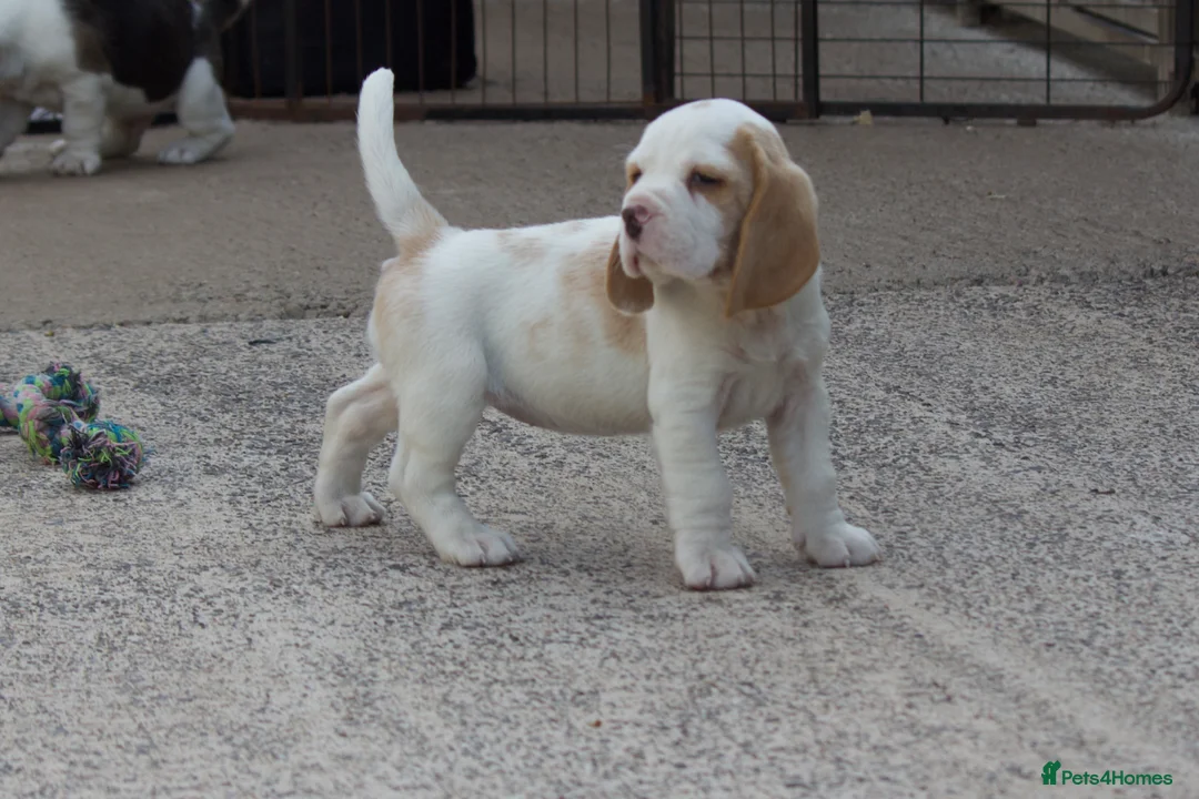 Beagle dogs for sale: Kc registered beagle puppy’s  - Advert 1