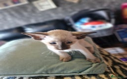 Siamese cats for sale: Siamese kittens  - Image 6