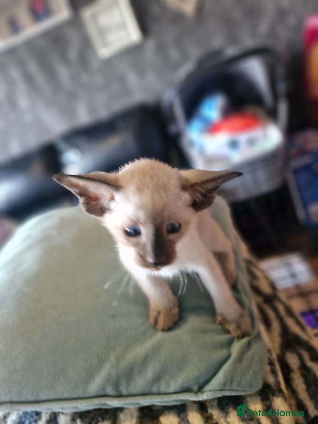 Siamese cats for sale: Siamese kittens  - Image 6