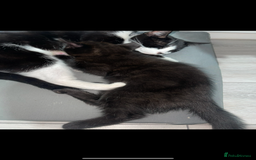 Mixed Breed cats for sale: 5 beautiful kittens  - Image 11