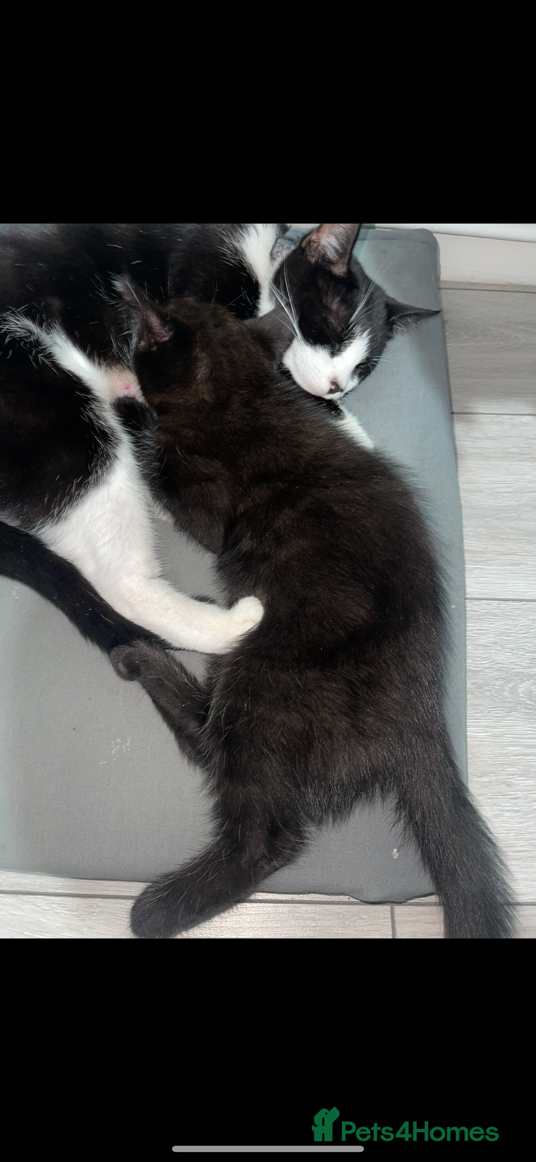 Mixed Breed cats for sale: 5 beautiful kittens  - Image 11
