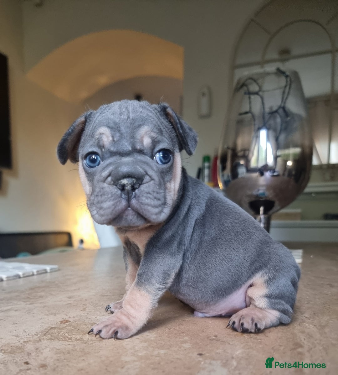 French Bulldog dogs for sale: Beautiful French bulldogs - Image 16