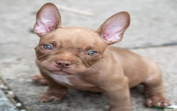 American Bully dogs for sale: ABKC Registered Pocket Bully Puppies in Wolverhampton - Image 6