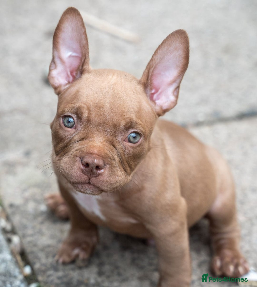 American Bully dogs for sale: ABKC Registered Pocket Bully Puppies in Wolverhampton - Image 6
