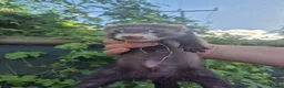Ferret rodents for sale: 💚 Adorable well handled baby ferrets available 💚 - Advert 29