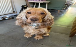 Cocker Spaniel dogs for sale: Cocker spaniel puppies  - Image 13