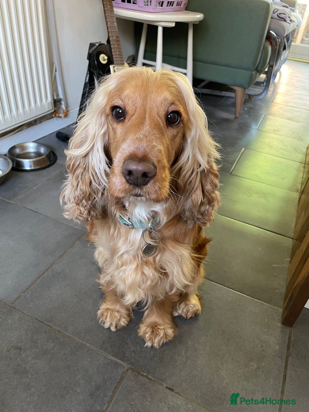 Cocker Spaniel dogs for sale: Cocker spaniel puppies  - Image 13