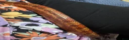 Corn Snake reptiles for sale: Beautiful corn snake looking for new home  in Edenbridge - Advert 7
