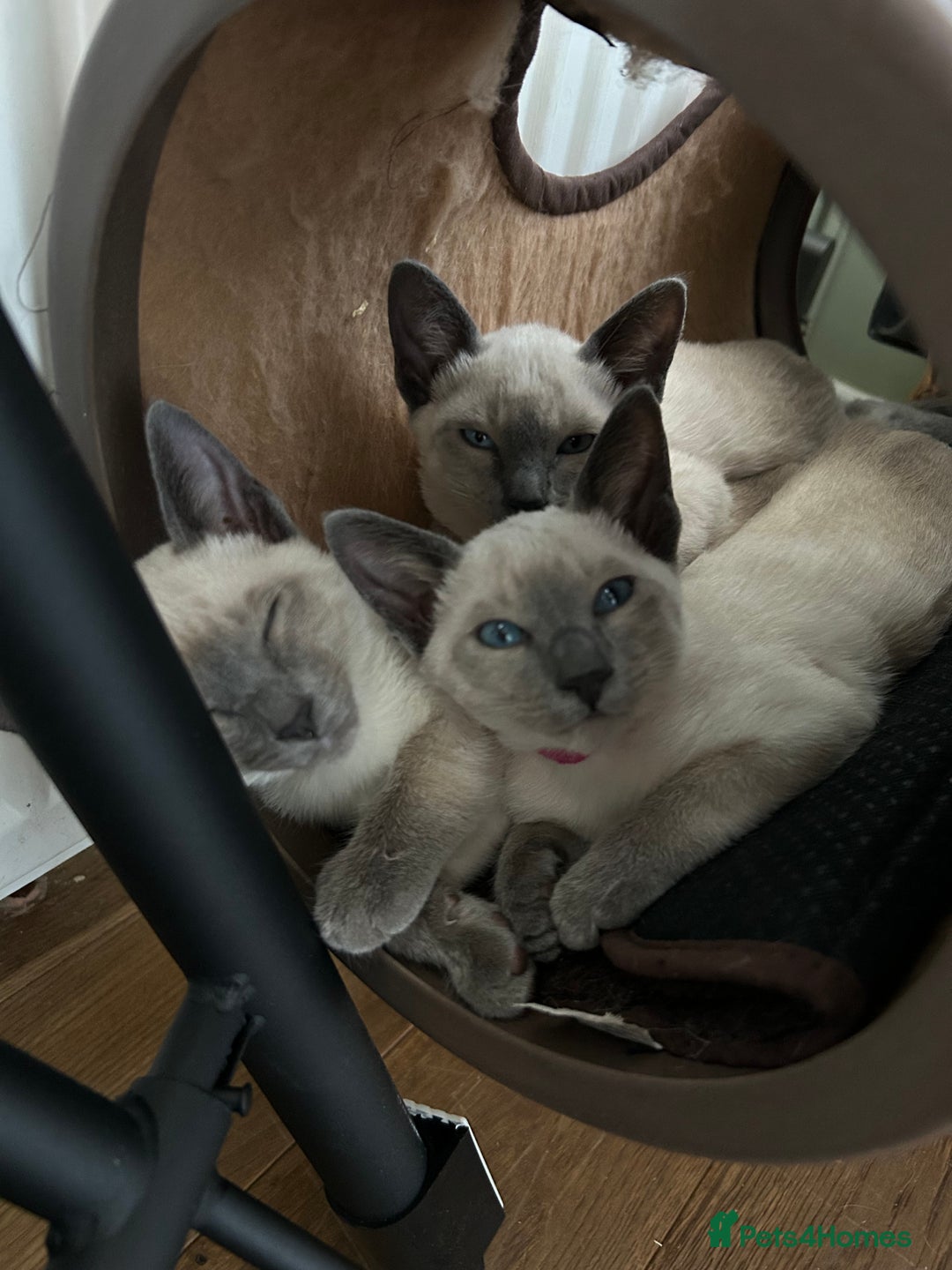 Siamese cats for sale: Orthodox Siamese - Advert 8