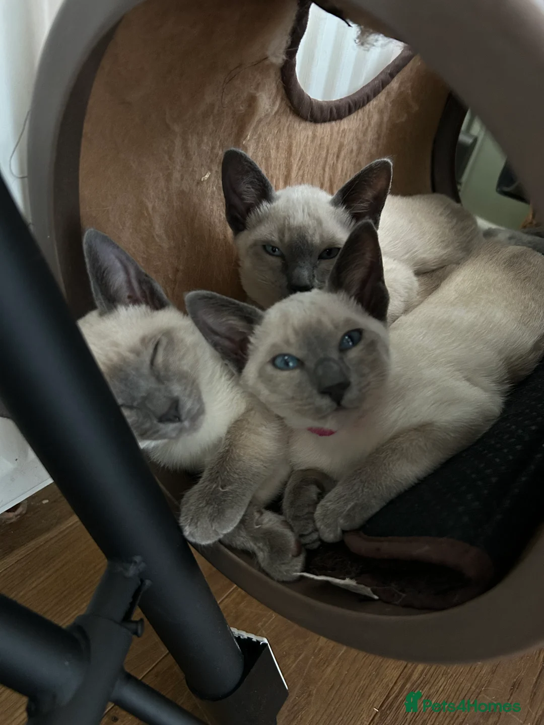 Siamese cats for sale: Orthodox Siamese - Advert 8