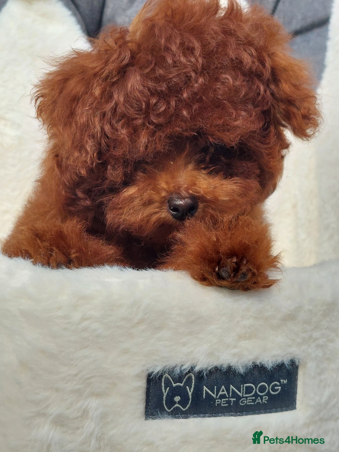 Toy Poodle dogs for sale: Asian toy poodle  in Hull - Image 1