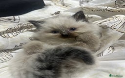 Ragdoll cats for sale: 5 beautiful fluffy blue eye ragdoll kitten  - Image 16
