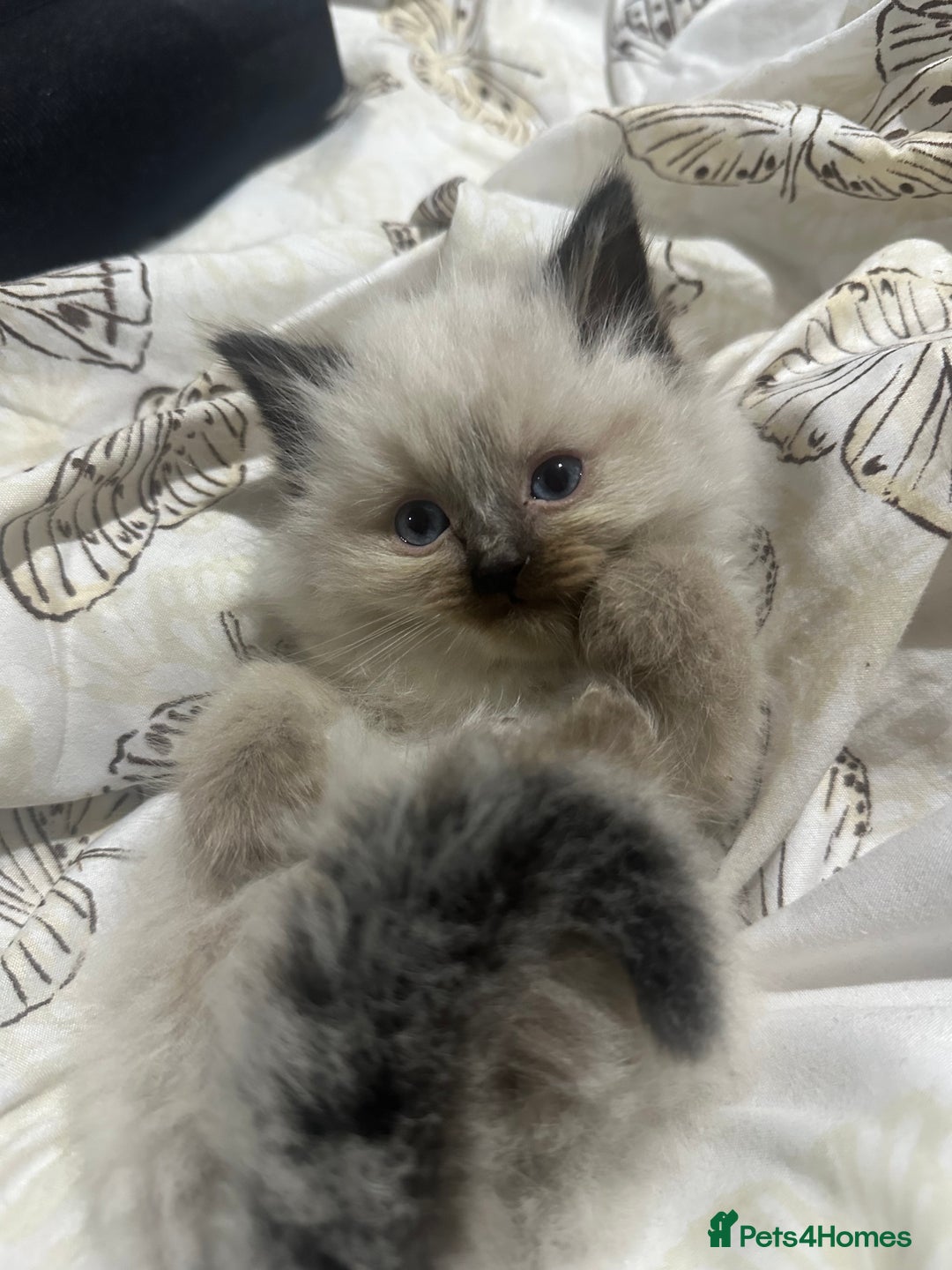 Ragdoll cats for sale: 5 beautiful fluffy blue eye ragdoll kitten  - Image 16