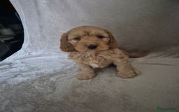 Cockapoo dogs for sale: Cockapoo puppies - Image 11