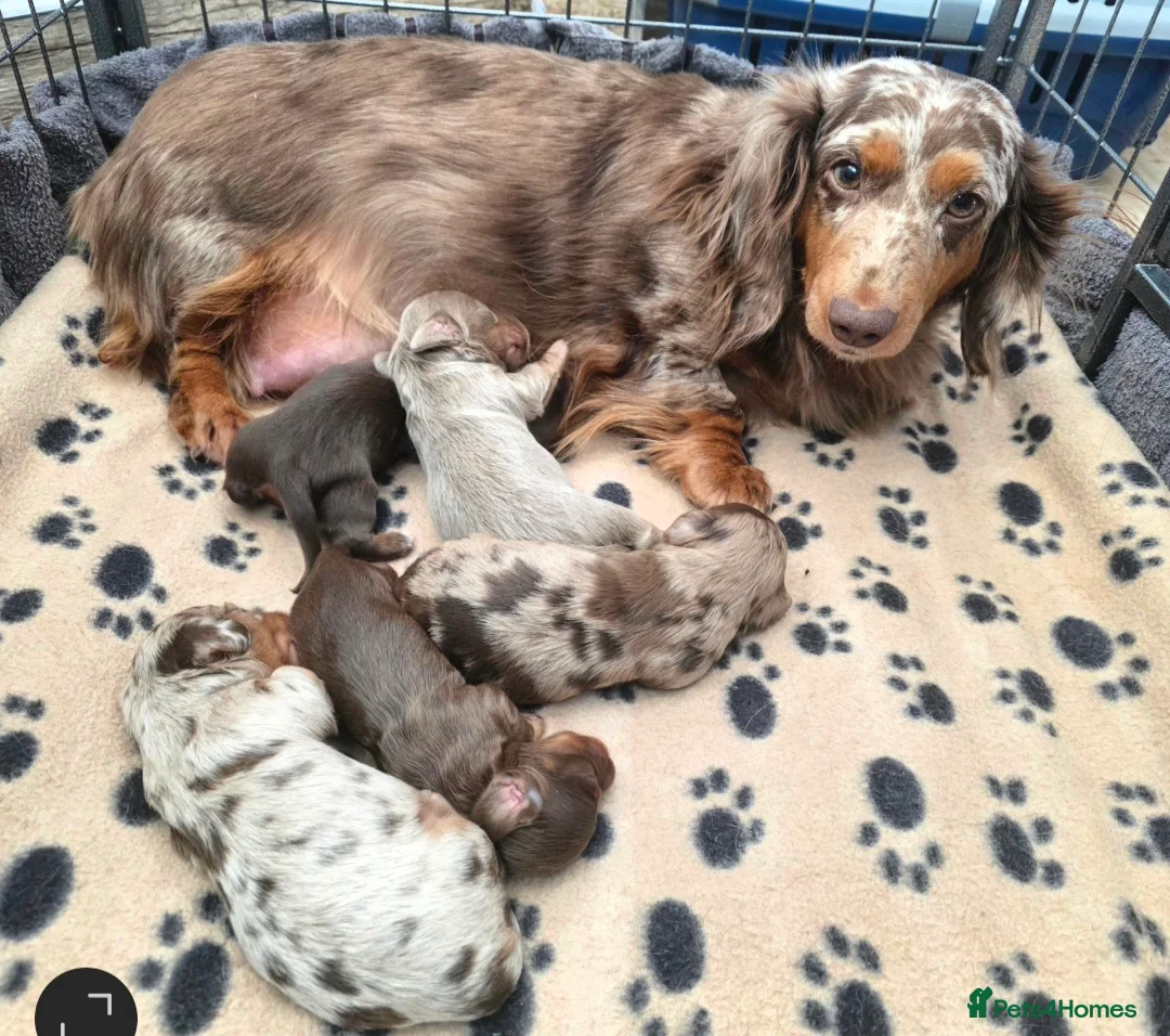 Miniature Dachshund dogs for sale: True Long Hair Minature Dachshunds - Advert 2