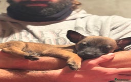 Belgian Shepherd Dog dogs for sale: Malinois Pups. Intentionally Bred as family dogs - Advert 13