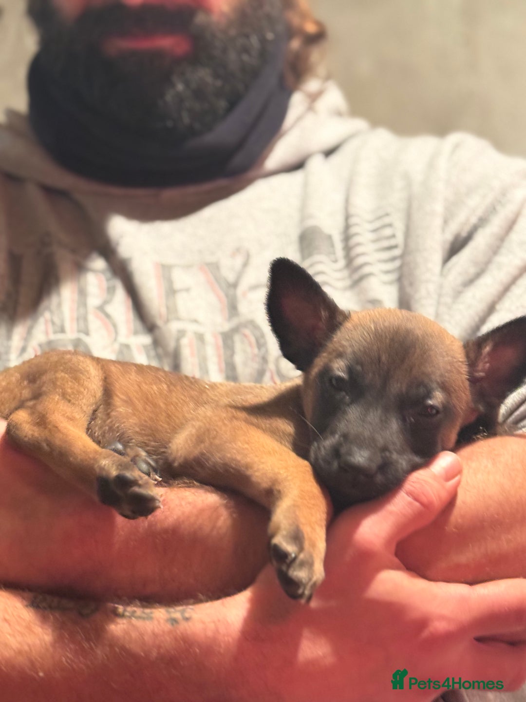 Belgian Shepherd Dog dogs for sale: Malinois Pups. Intentionally Bred as family dogs - Advert 13