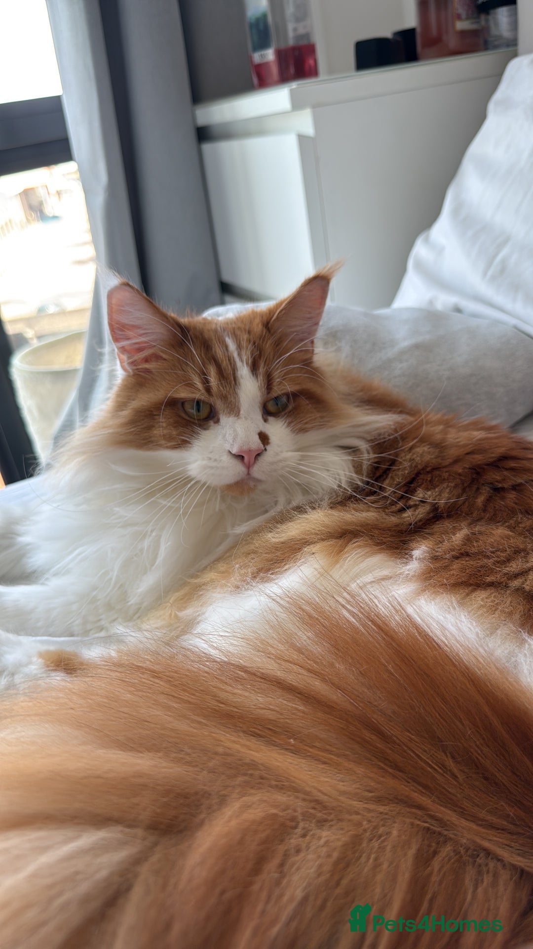 Maine Coon cats for sale: 2 year old main coon  - Advert 1