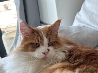 Maine Coon cats for sale: 2 year old main coon - Advert 1