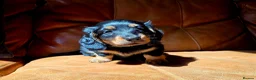 Miniature Dachshund dogs for sale: Stunning Longhaired Mini Dachshund Boys.  - Advert 3