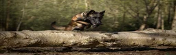 Belgian Shepherd Dog dogs for sale: FCI Female Family Protection Dog for Sale  - Advert 4
