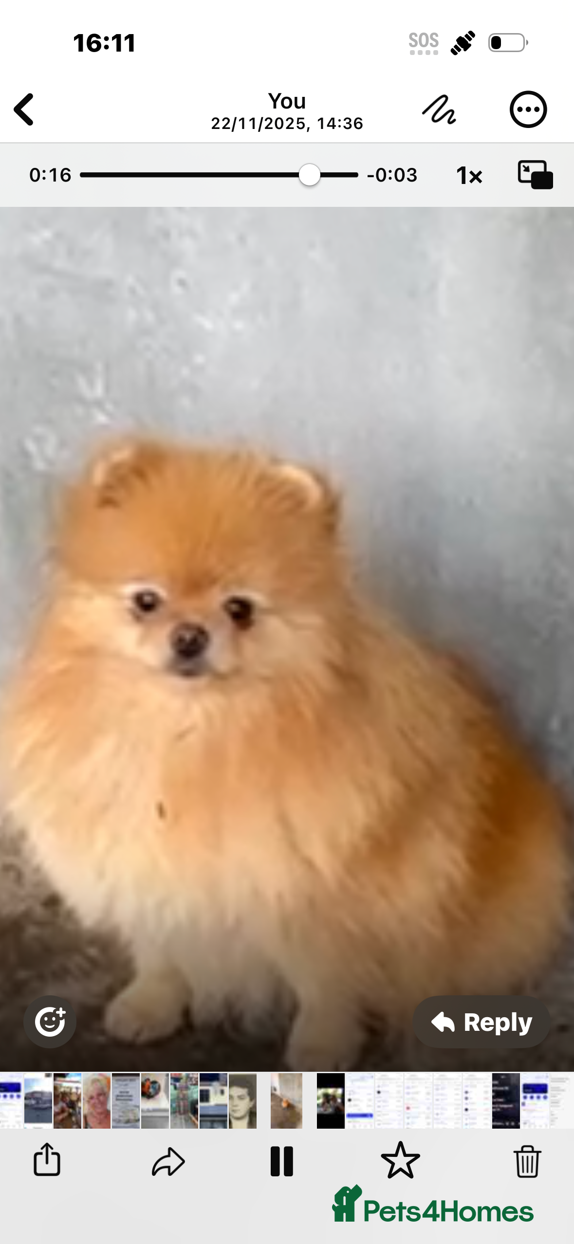 Pomeranian dogs Mr Kolev  - Advert 2