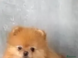 Pomeranian dogs Mr Kolev - Advert 2
