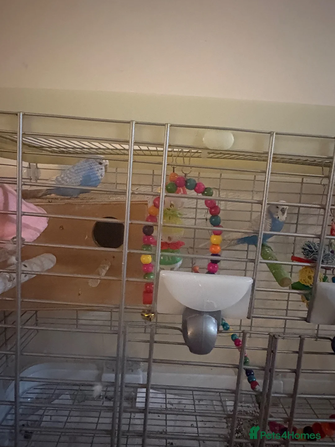 Budgerigars birds for sale: Breeding Pair of Budgies for Sale – £50  in Lowestoft - Advert 2