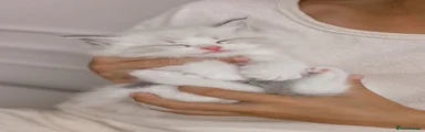 Ragdoll 1