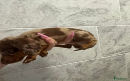 Miniature Dachshund dogs for sale: REDUCED Miniature dachshund Last Two available  in Hook - Image 21