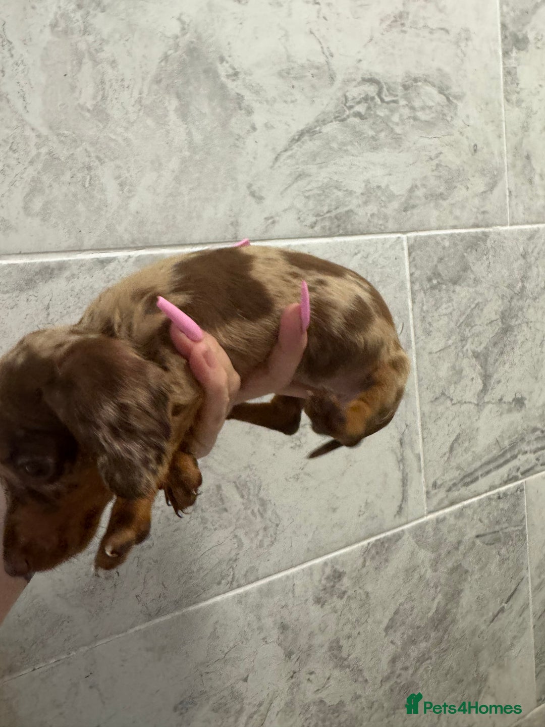 Miniature Dachshund dogs for sale: REDUCED Miniature dachshund Last Two available  in Hook - Image 21