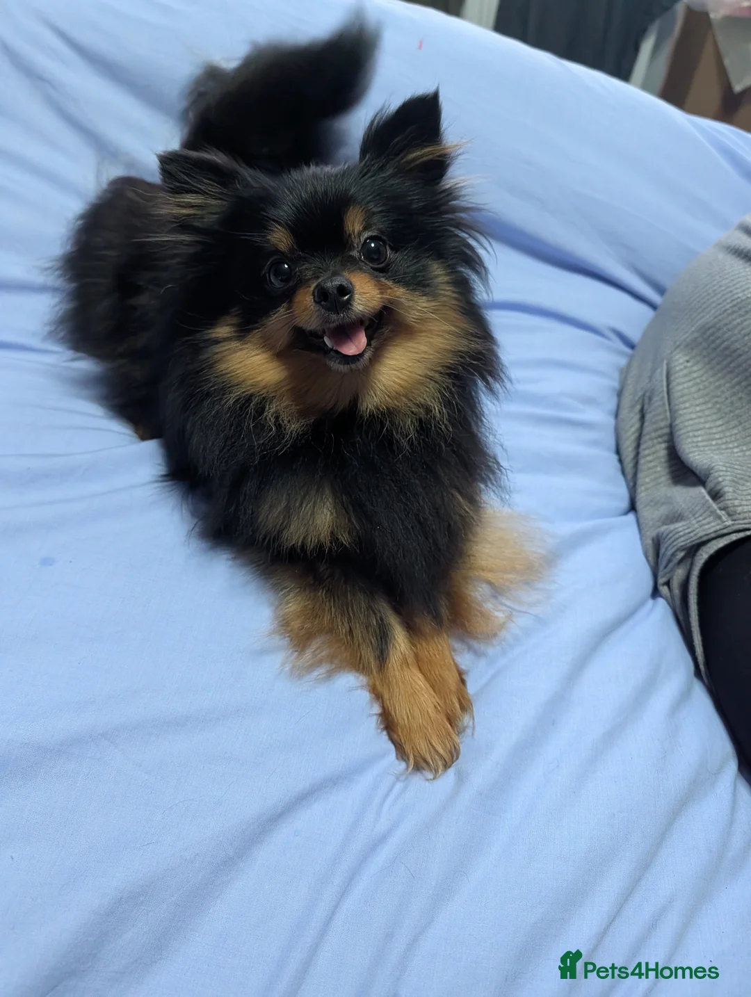 Pomeranian dogs for sale: KC registered Pomeranian pippies - Advert 6