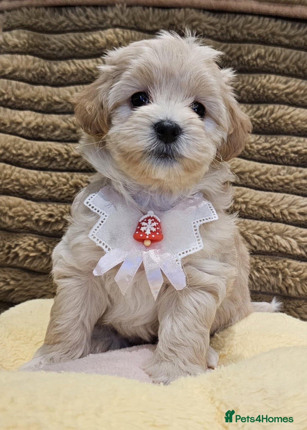 Maltipoo dogs for sale: F1 Beautiful Maltipoo Girls - Advert 8