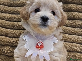 Maltipoo dogs F1 Beautiful Maltipoo Girls - Advert 4