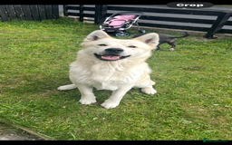 Akita dogs for sale: Akita 5 year old - Image 1